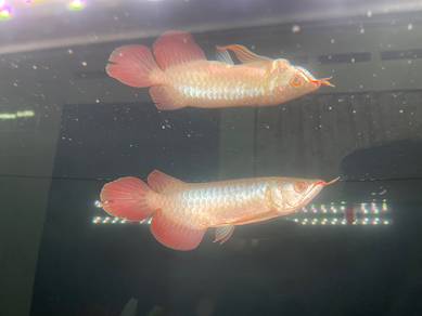 Super red indonesia
