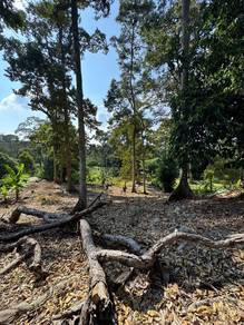 Penang Balik Pulau durian orchard land Over 50,000 sqft for rent