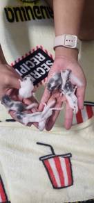 Dormouse Pied