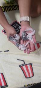 Dormouse Pied
