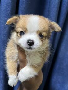 Chihuahua mini 