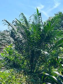 Tanah Kebun Sawit Dan Buah Buahan Kuala Berang