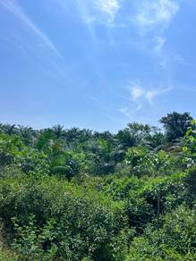 Tanah Kebun Sawit Dan Buah Buahan Kuala Berang