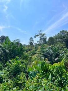 Tanah Kebun Sawit Dan Buah Buahan Kuala Berang