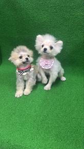 Pomeranian male n female Puppies