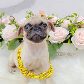 Pug