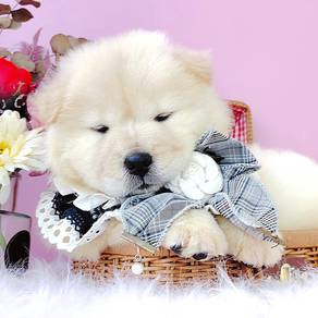 Chow Chow
