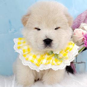 Chow Chow