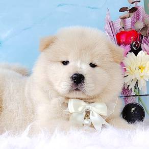 Chow Chow