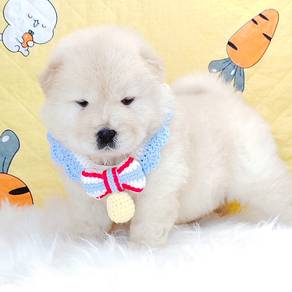 Chow Chow