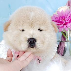 Chow Chow