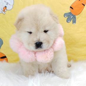 Chow Chow
