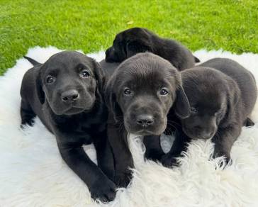 black color Labrador retriever qq