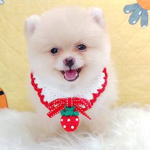 Pomeranian