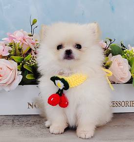 Pomeranian