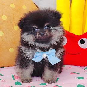 Pomeranian