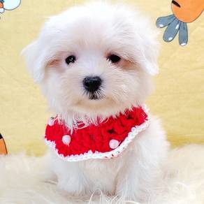Maltipoo