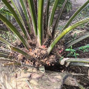 Tanah Sawit 9.88 Ekar, Freehold, Akses hingga tanah, Penerok, Pontian