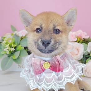 Shiba