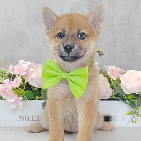 Shiba