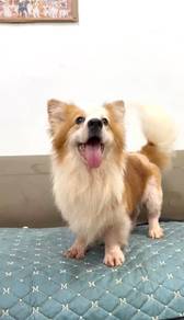 Corgi female rehome