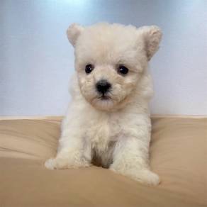 Teddy ear stand puppy