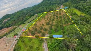 6 Ekar Dusun Musang King & Duri Hitam Tepi Jalan Utama – Batang Kali