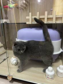 British Short Hair- BSH kitten