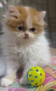 persian