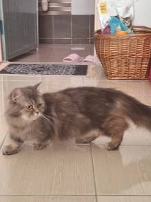 Female Munchkin