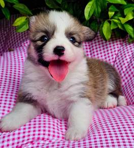 CORGI PUPPIES C124 Fluffy Male & Female