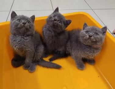 British short hair BSH