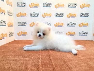 Pomeranian bear white