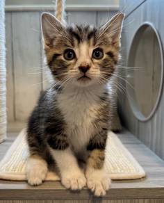Tabby Kitten