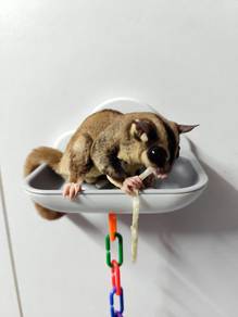 Sugar Glider Jinak Dan Sangkar