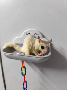 Sugar Glider Jinak Dan Sangkar