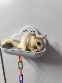 Sugar Glider Jinak Dan Sangkar