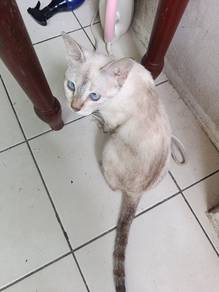 kucing