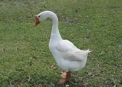 White Chinese goose male