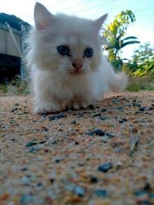 Kucing munchkin - Pets for sale in Malaysia - Mudah.my