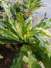 Pokok hiasan hidup