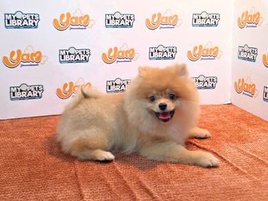 Pomeranian  Bear girl