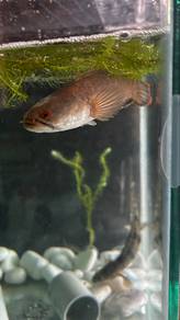 Channa limbata