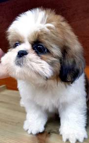 KK7766  pretty awesome Shih Tzu baby dog