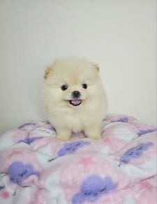 Tiny Pomeranian Cream Male