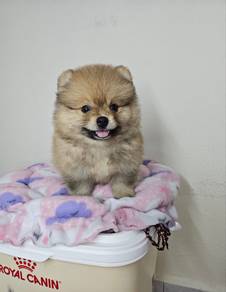 Tiny Pomeranian Female Brown