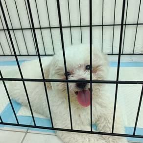 Poodle Puppy 