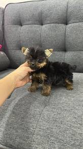 Pure Breed Mini Yorkshire Terrier (AF1)