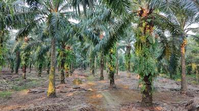 Tanah Kelapa Sawit Di Parit Besar Jln Dato Hj KosaiMuar