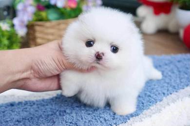 Tiny Pomeranian Puppies